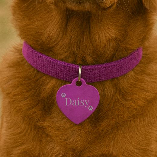 Brown dog wearing purple heart-shaped pet tag with sample name "Daisy" and paw print engravings on purple collar