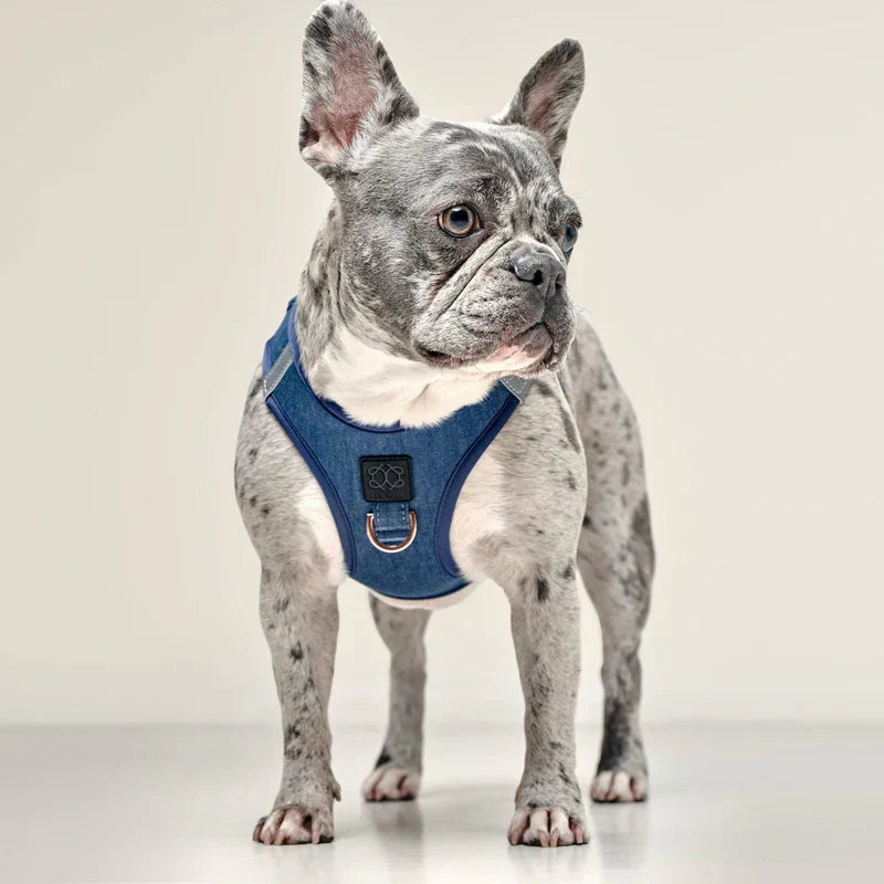17 Best No Pull Dog Harnesses for Comfortable and Controlled Walks