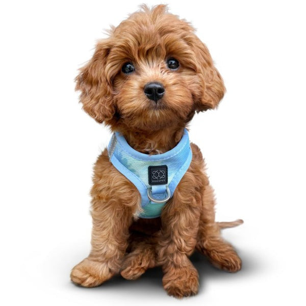 blue no pull dog harness
