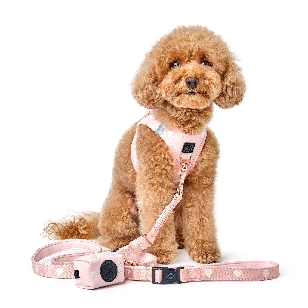 Pink Sweetheart Dog Leash