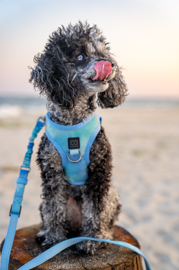 Coastal Cool Pup Harness
