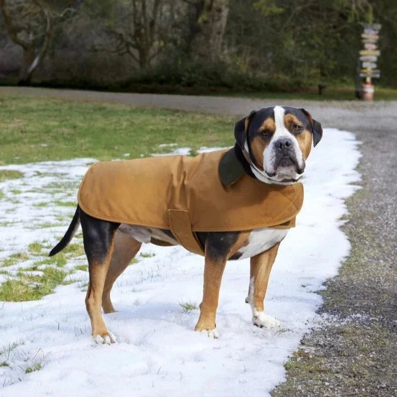 Dog wearing a tan Carhartt duck canvas dog coat with a black quilted collar, standing on a snowy path, the coat embroidered with the dog's name
