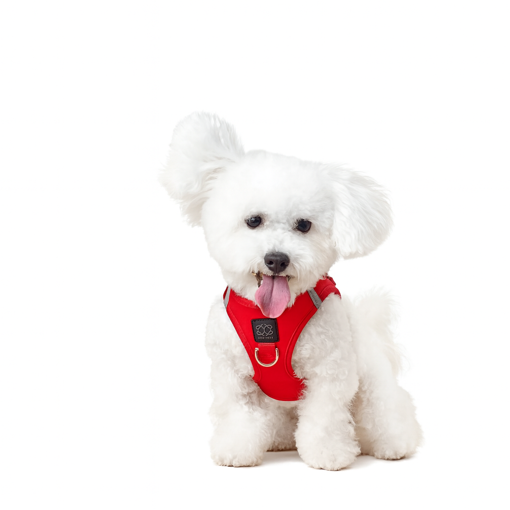 Lightweight Dog Walking Harness