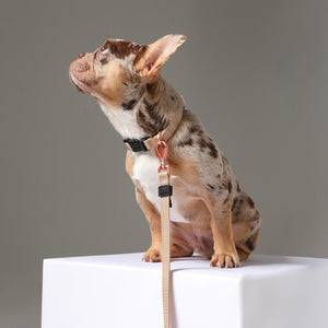 Heavy-Duty Dog Walking Leash - Dune