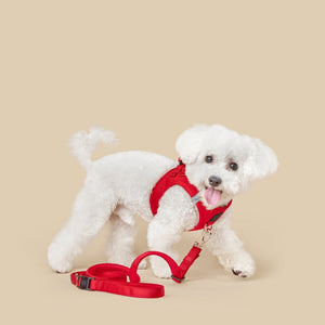 Bright Red Adventure Leash