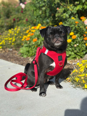 Bright Red Adventure Leash