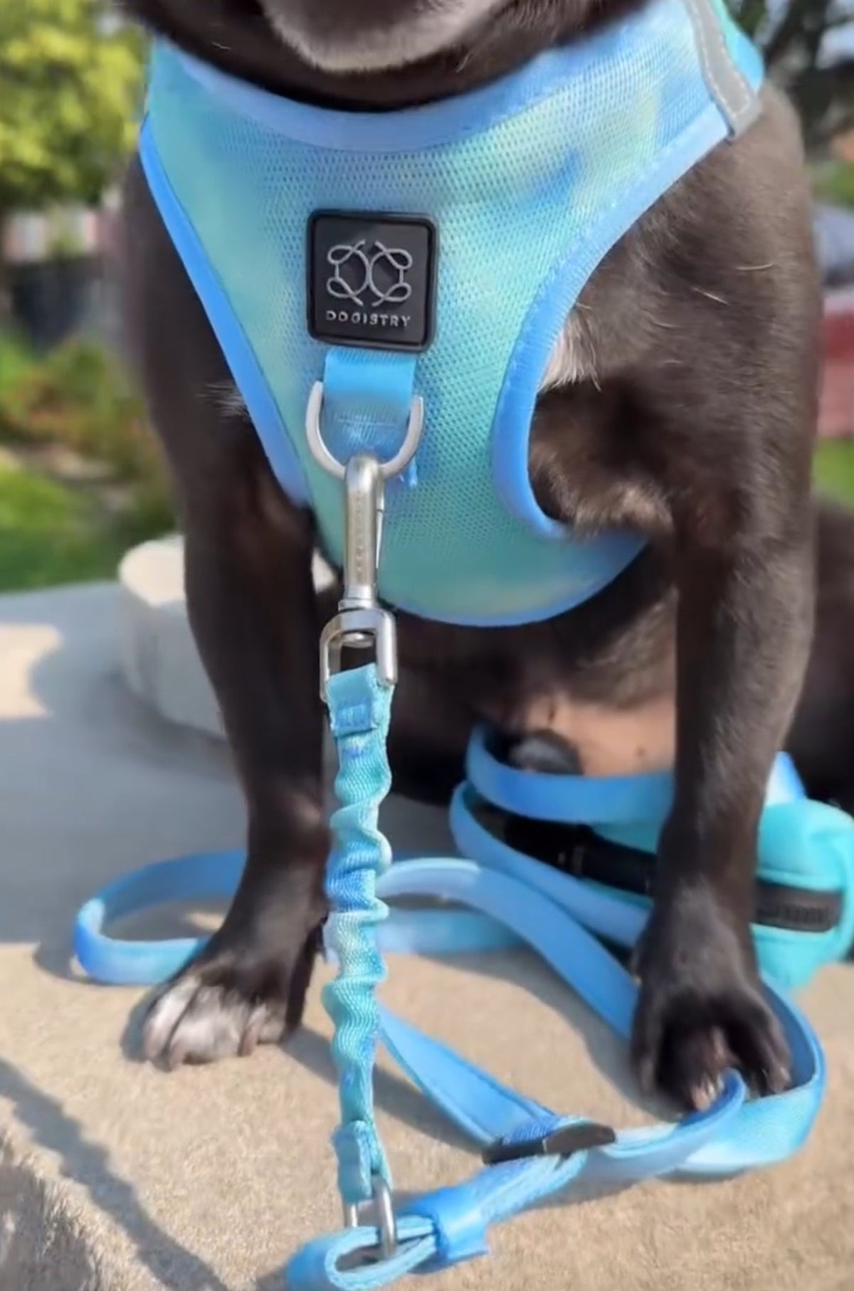 Coastal Cool Pup Harness
