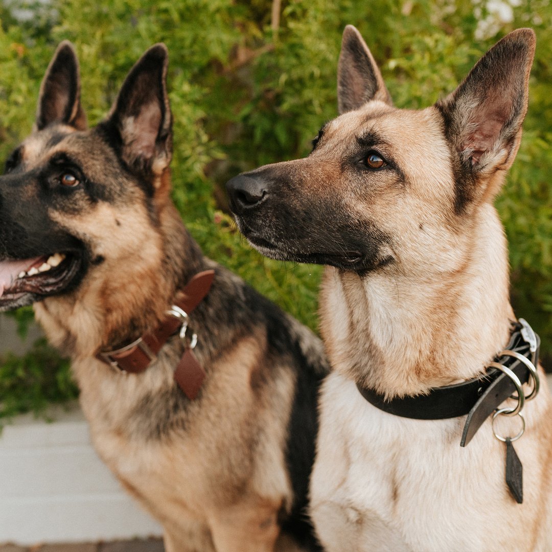 Personalized Leather Dog Collar