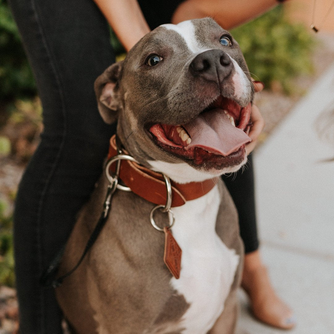 Personalized Leather Dog Collar