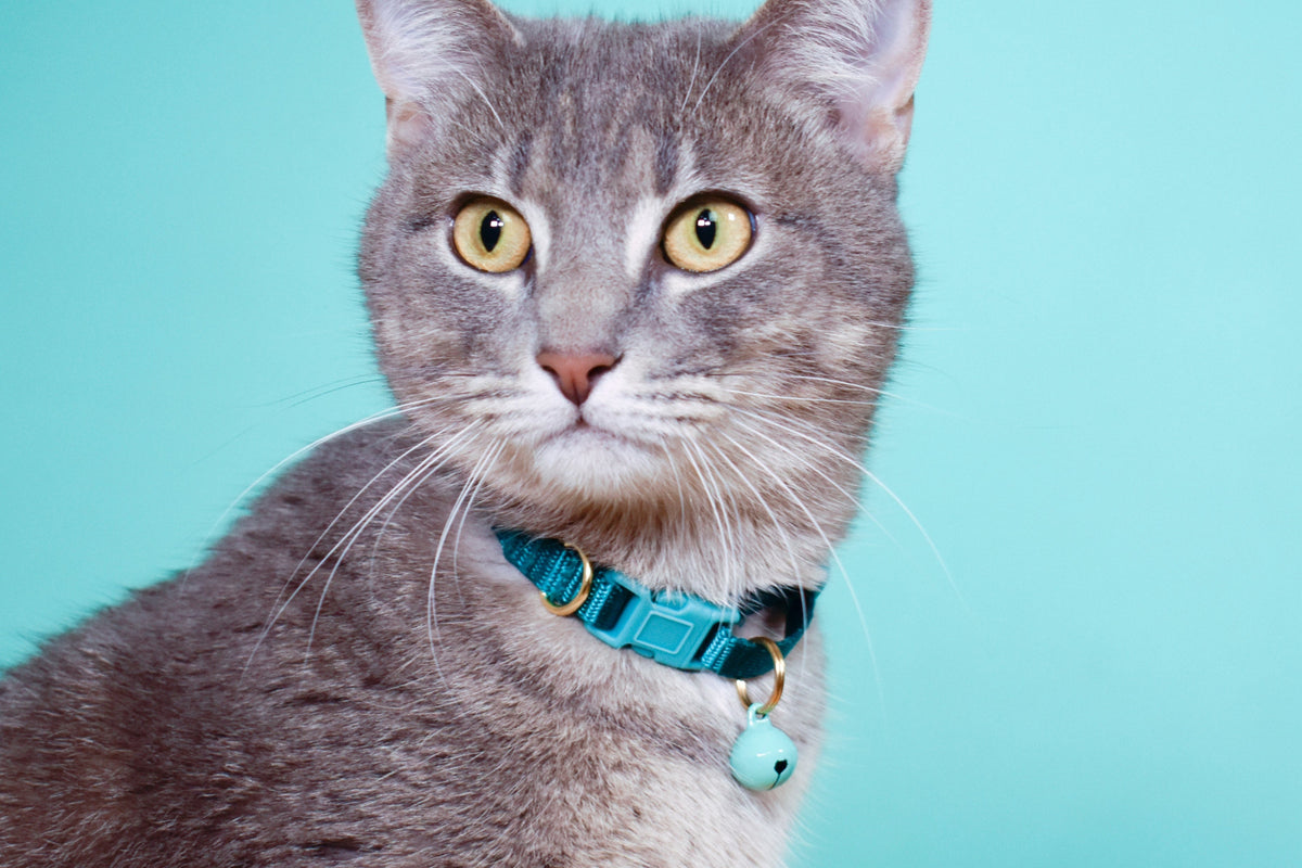 Bright Whiskers Cat Collar