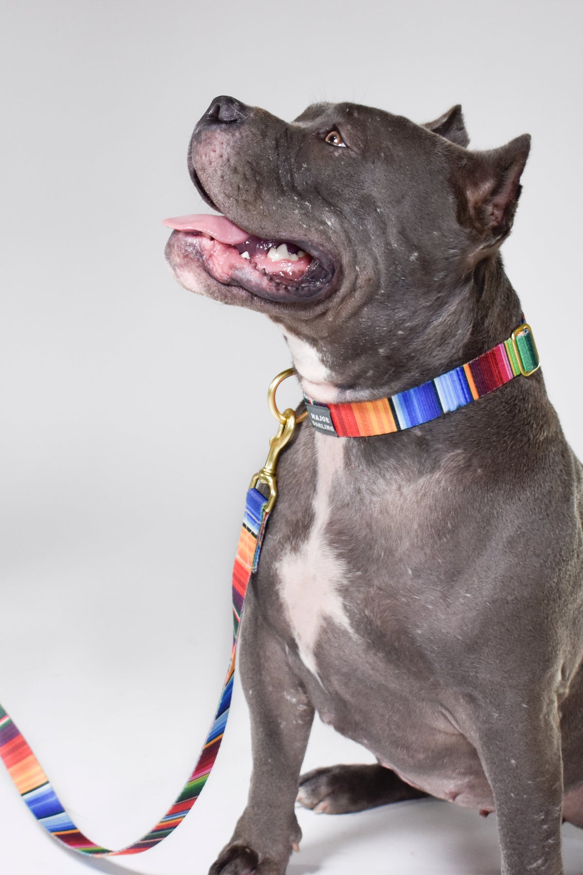 Rainbow Run Collar
