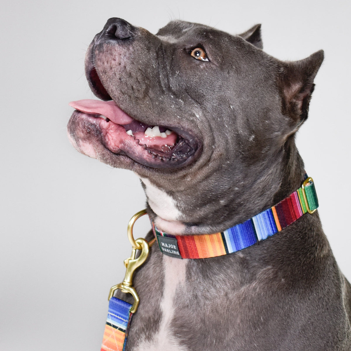 Rainbow Run Collar
