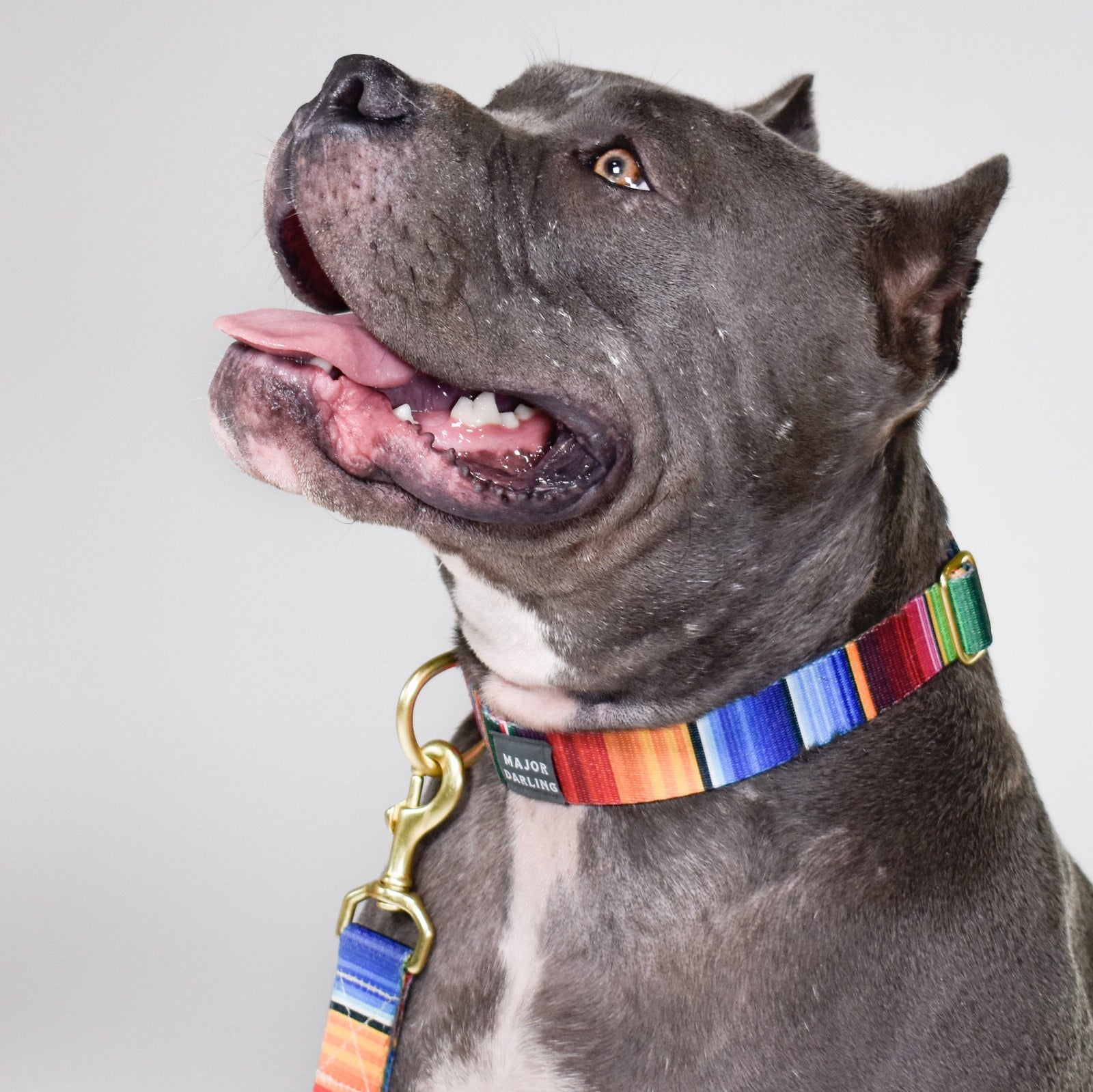 Rainbow Run Collar