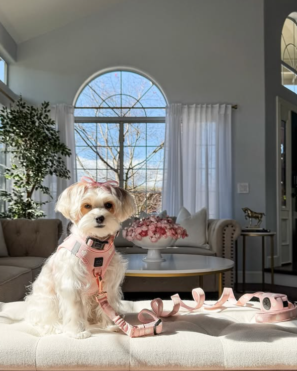 Pink Sweetheart Dog Leash