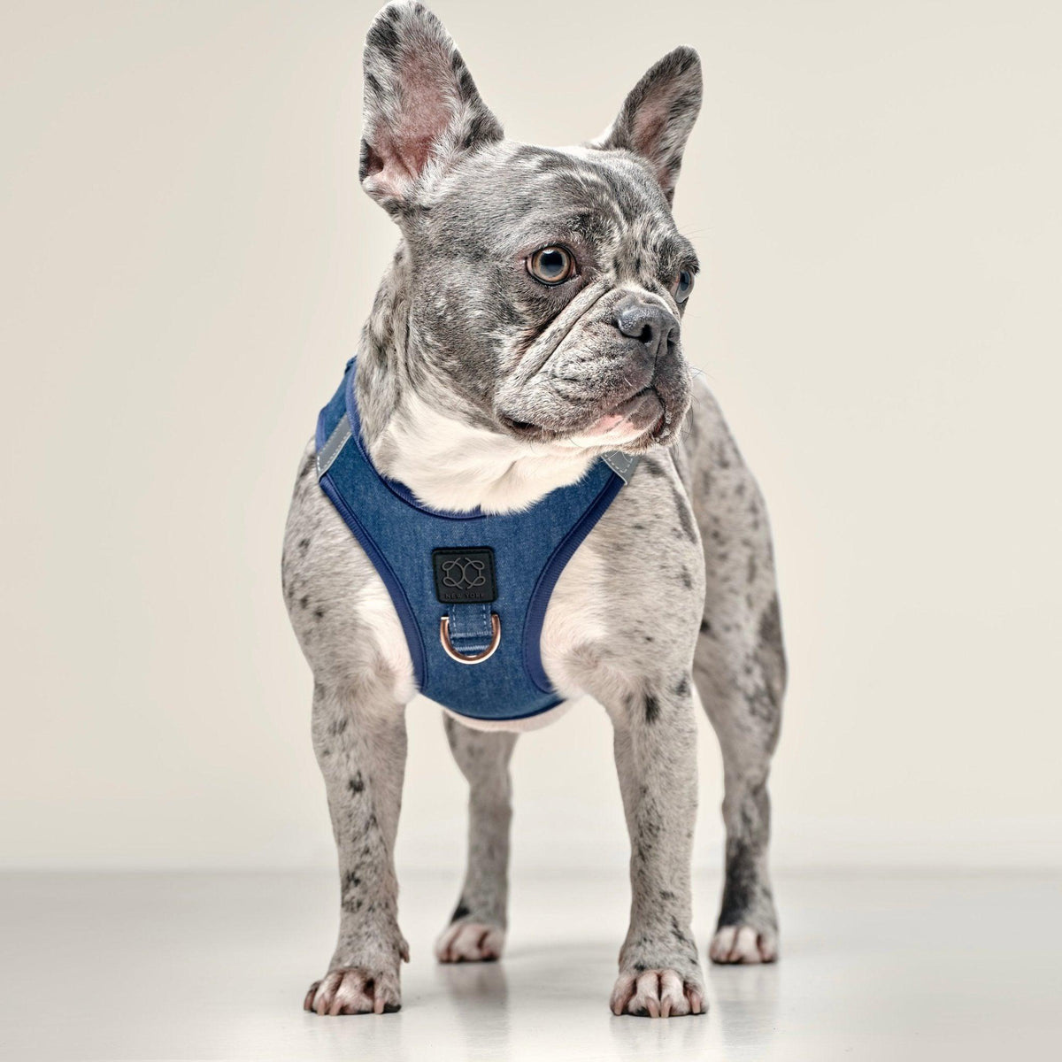 No-Pull Dog Harness