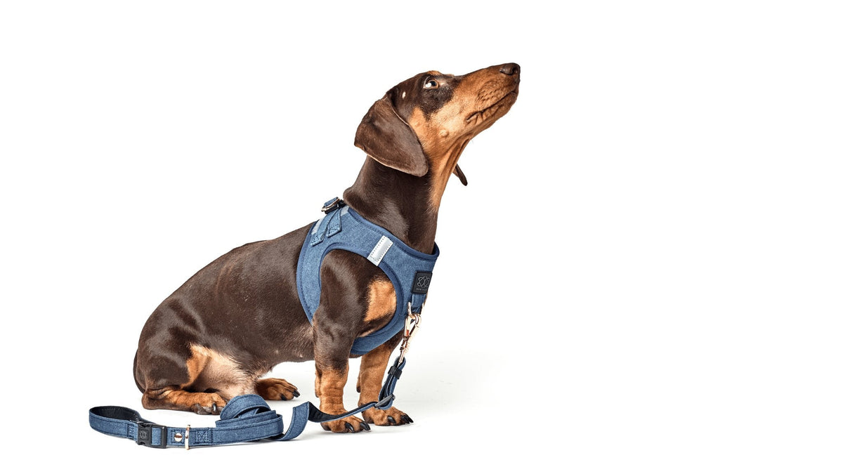 No-Pull Dog Harness
