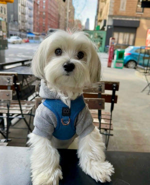 No-Pull Dog Harness