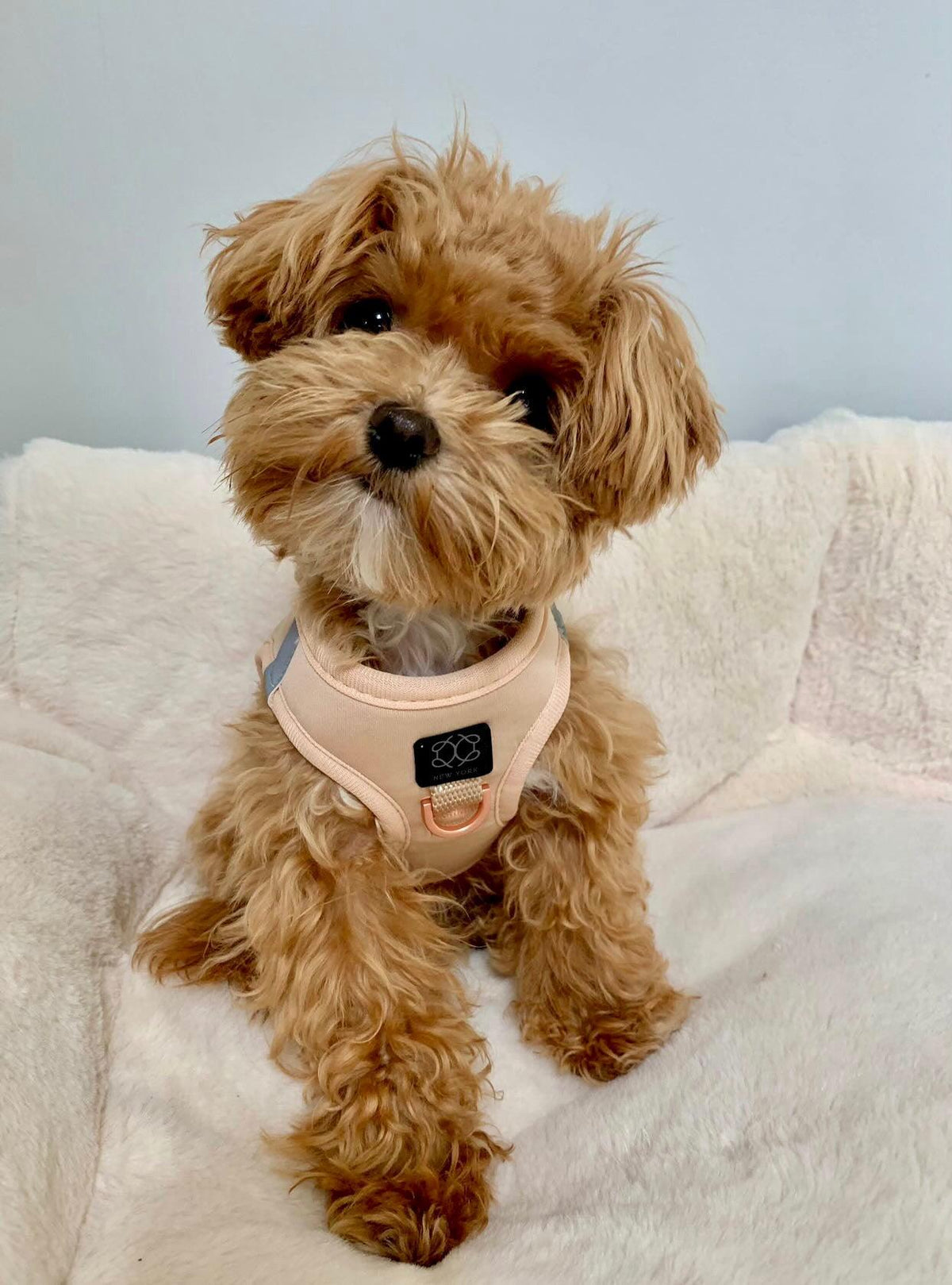 Sand Dune Dog Harness