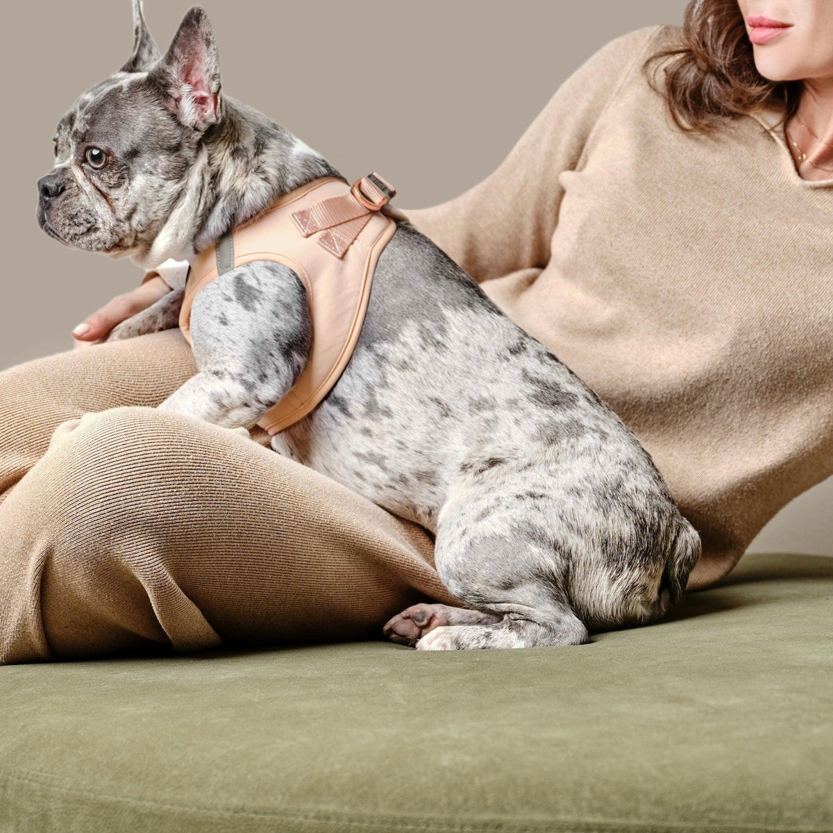 Sand Dune Dog Harness