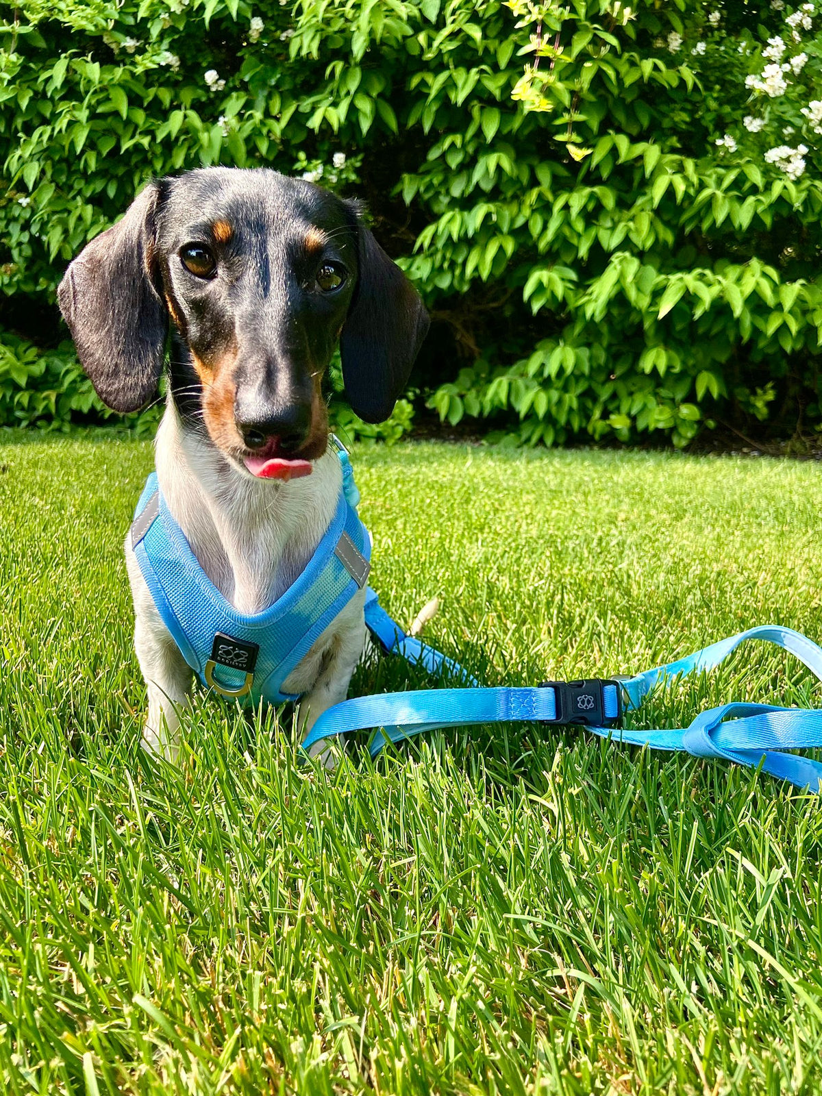 Coastal Cool Pup Harness