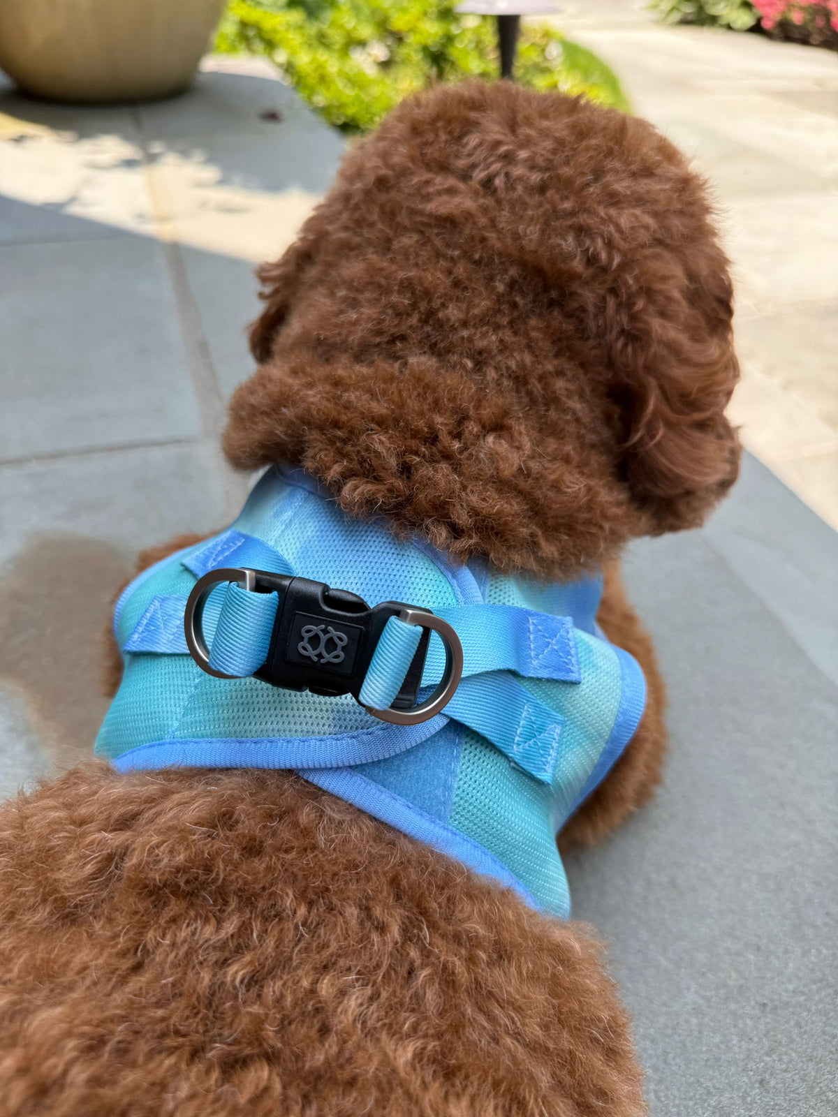 Coastal Cool Pup Harness