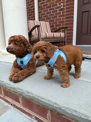Coastal Cool Pup Harness
