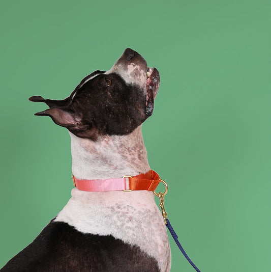 Paws & Peaches Collar