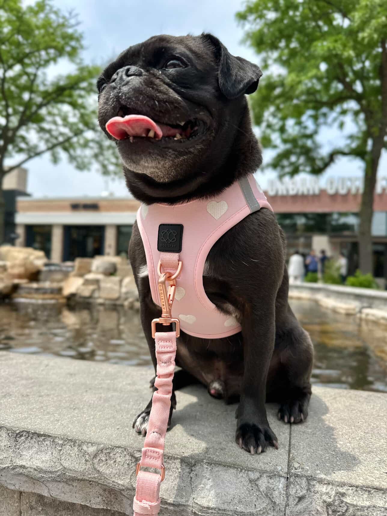 Pink Sweetheart Dog Leash