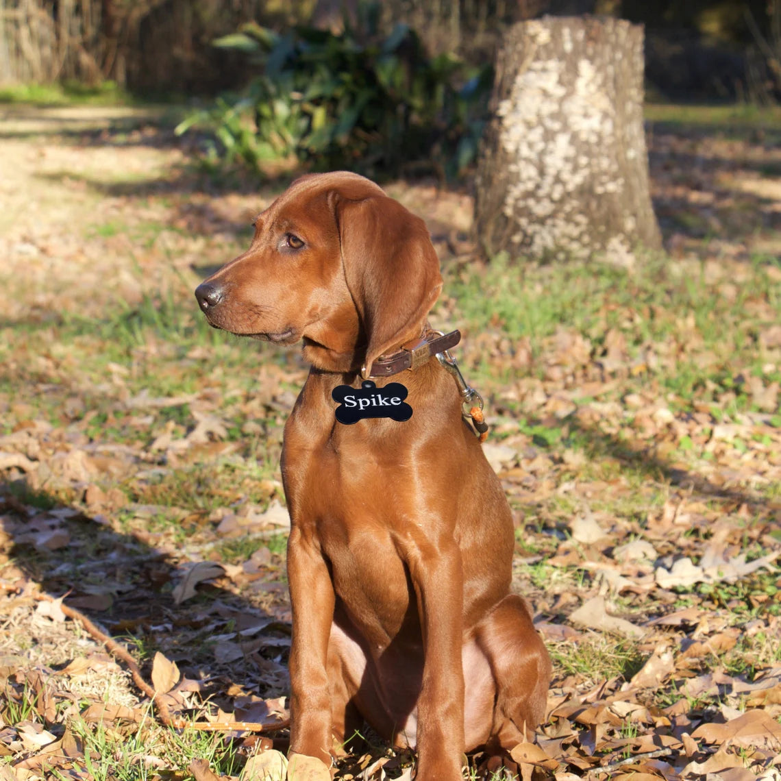 Custom Engraved Dog Tag