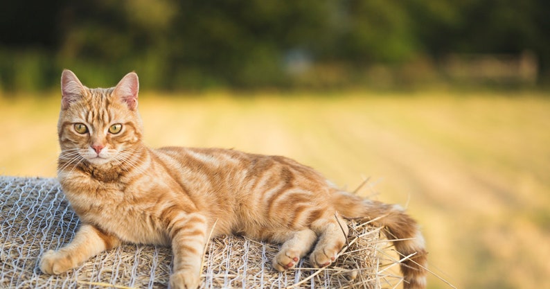 Personalized Pet Pint Glass