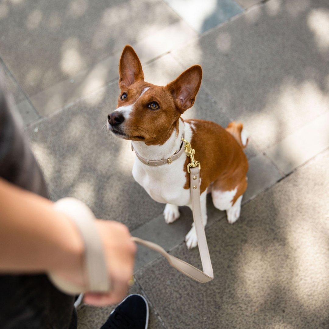 Beige Leather Dog Leash