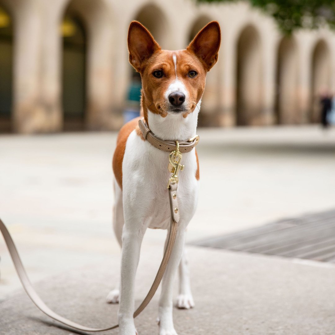 The Pink Luxe Leather Dog Leash