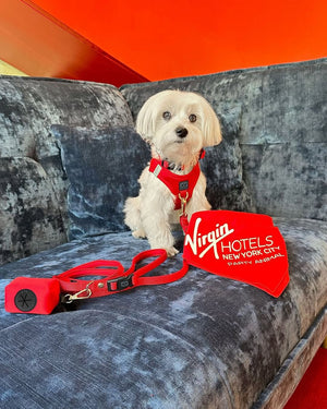 Bright Red Adventure Leash